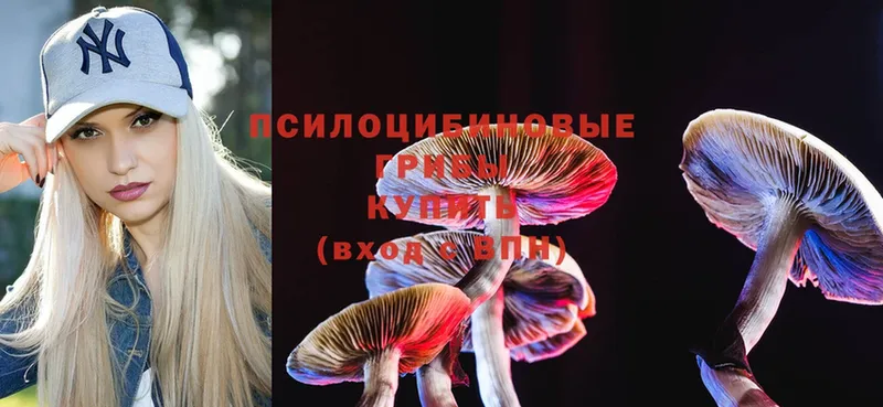 Псилоцибиновые грибы Cubensis  что такое   Новодвинск 